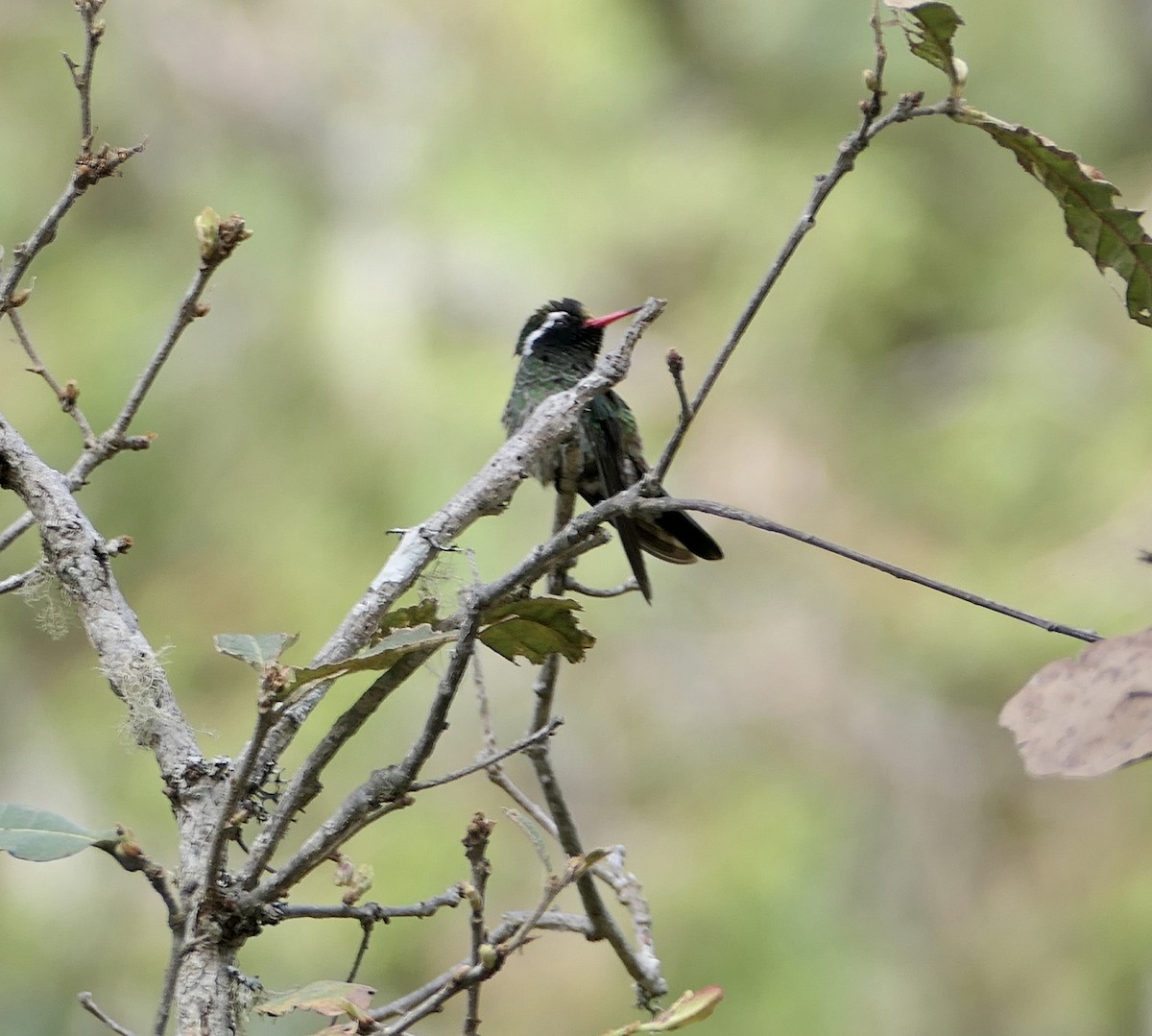 White-eared Hummingbird - ML615721270