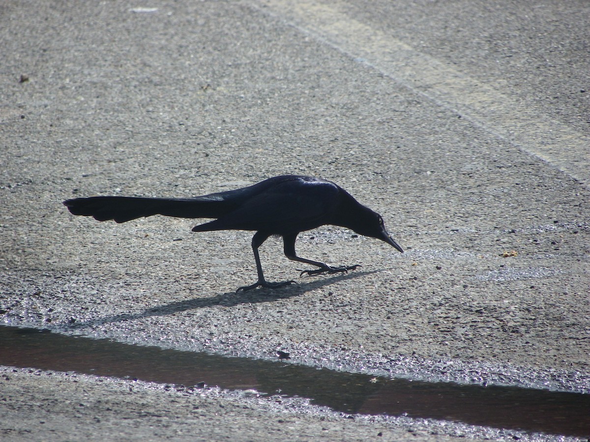 Great-tailed Grackle - ML615721304