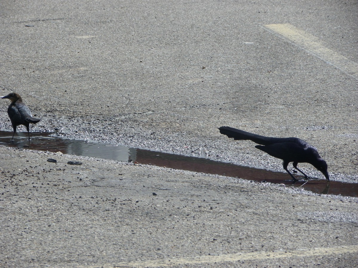 Great-tailed Grackle - ML615721346