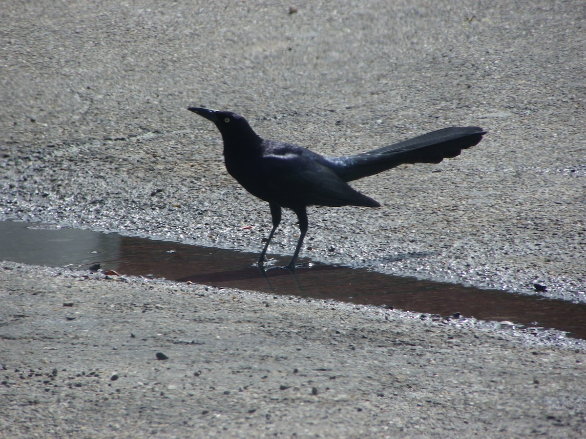 Great-tailed Grackle - ML615721355