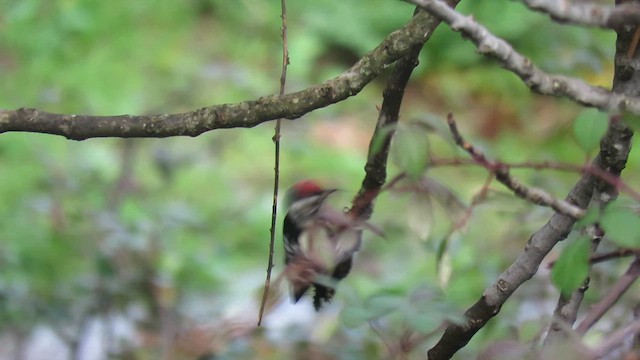 Lesser Spotted Woodpecker - ML615721363