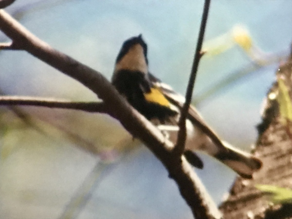 Yellow-rumped Warbler - ML615721366