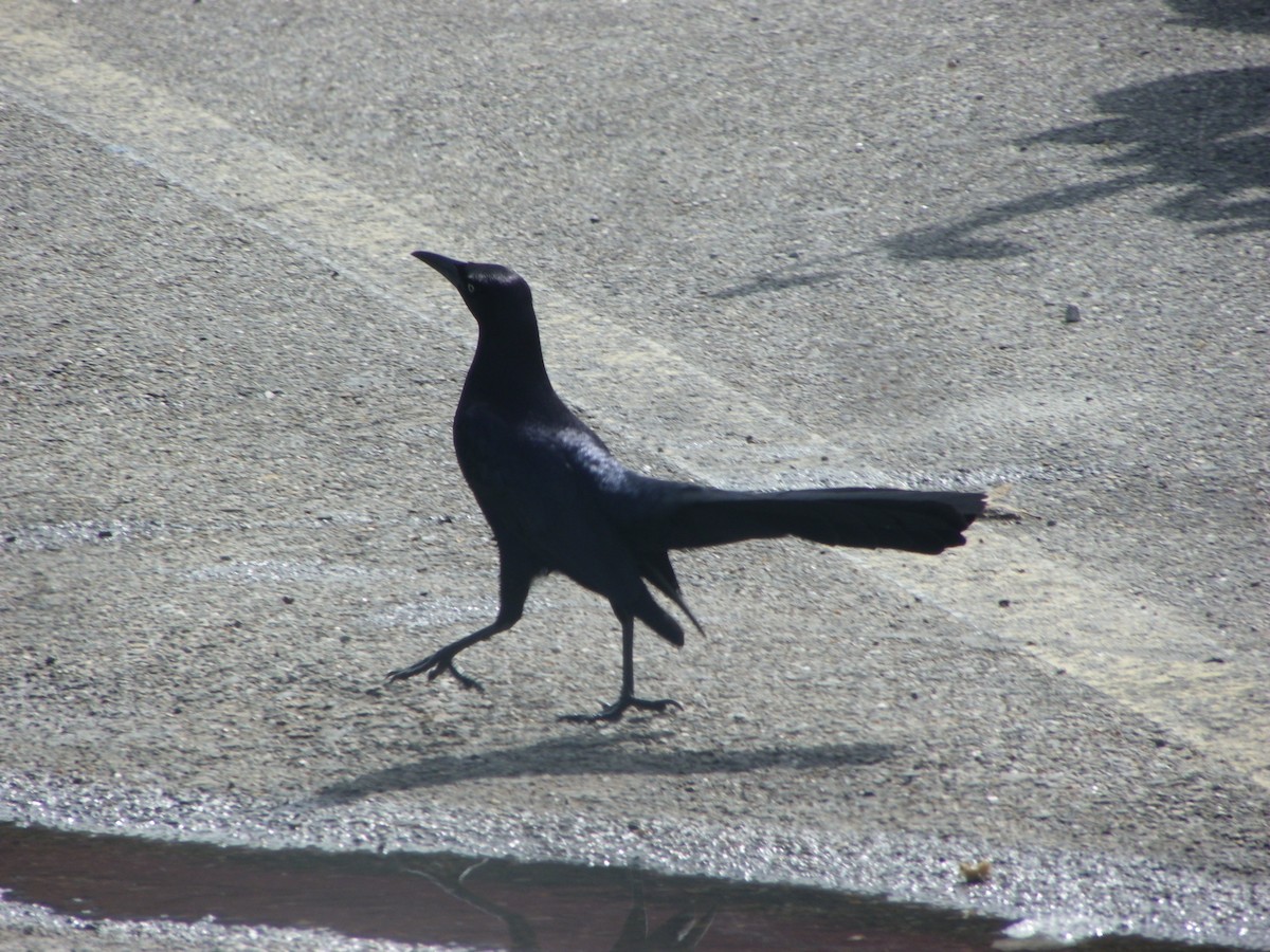 Great-tailed Grackle - ML615721385