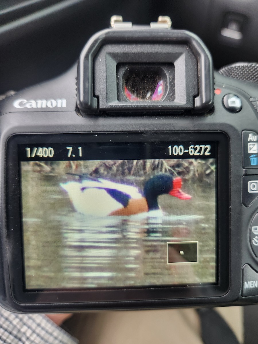 Common Shelduck - ML615721402