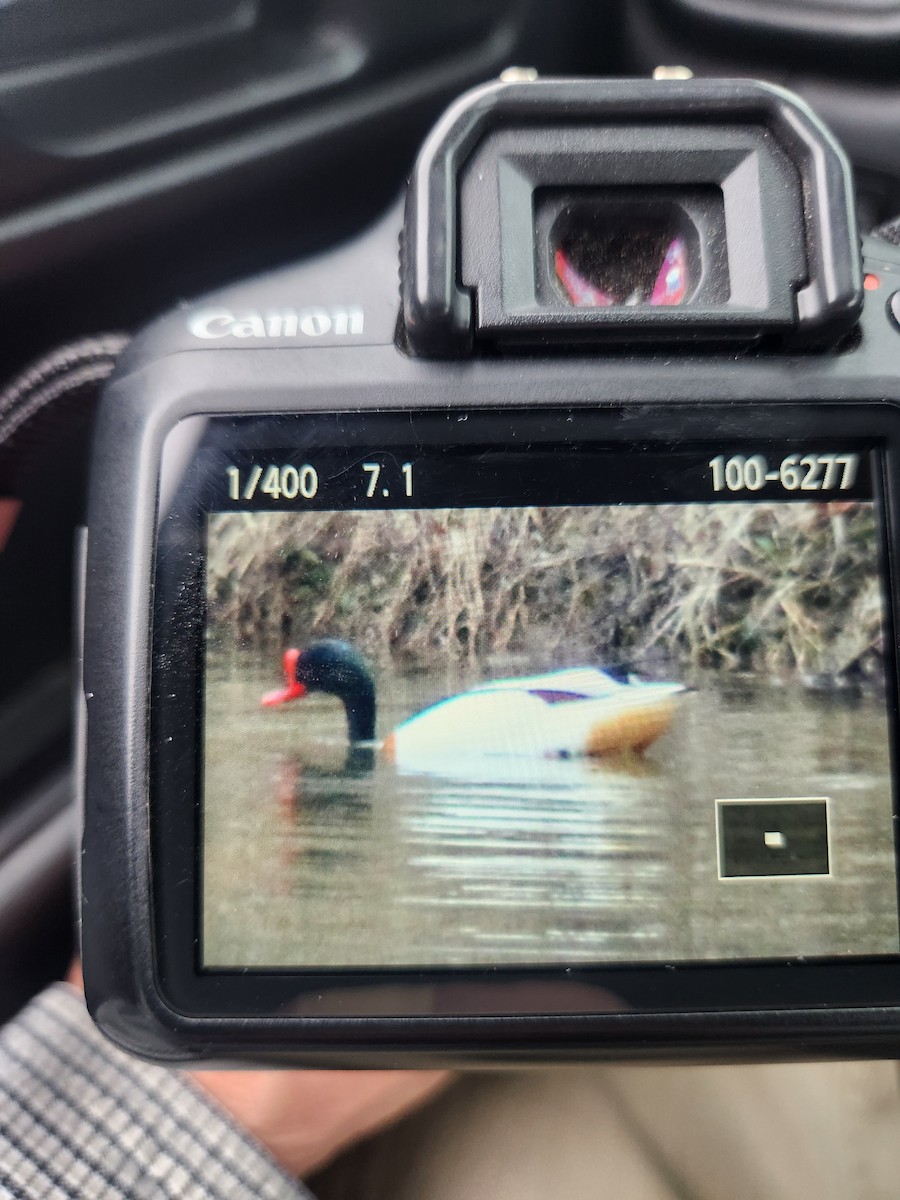 Common Shelduck - ML615721403