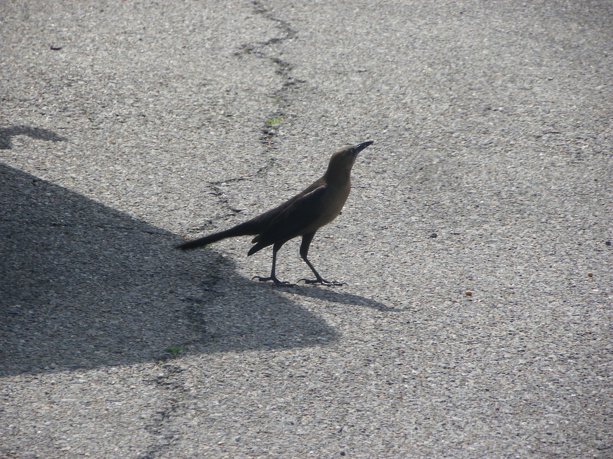 Great-tailed Grackle - ML615721417