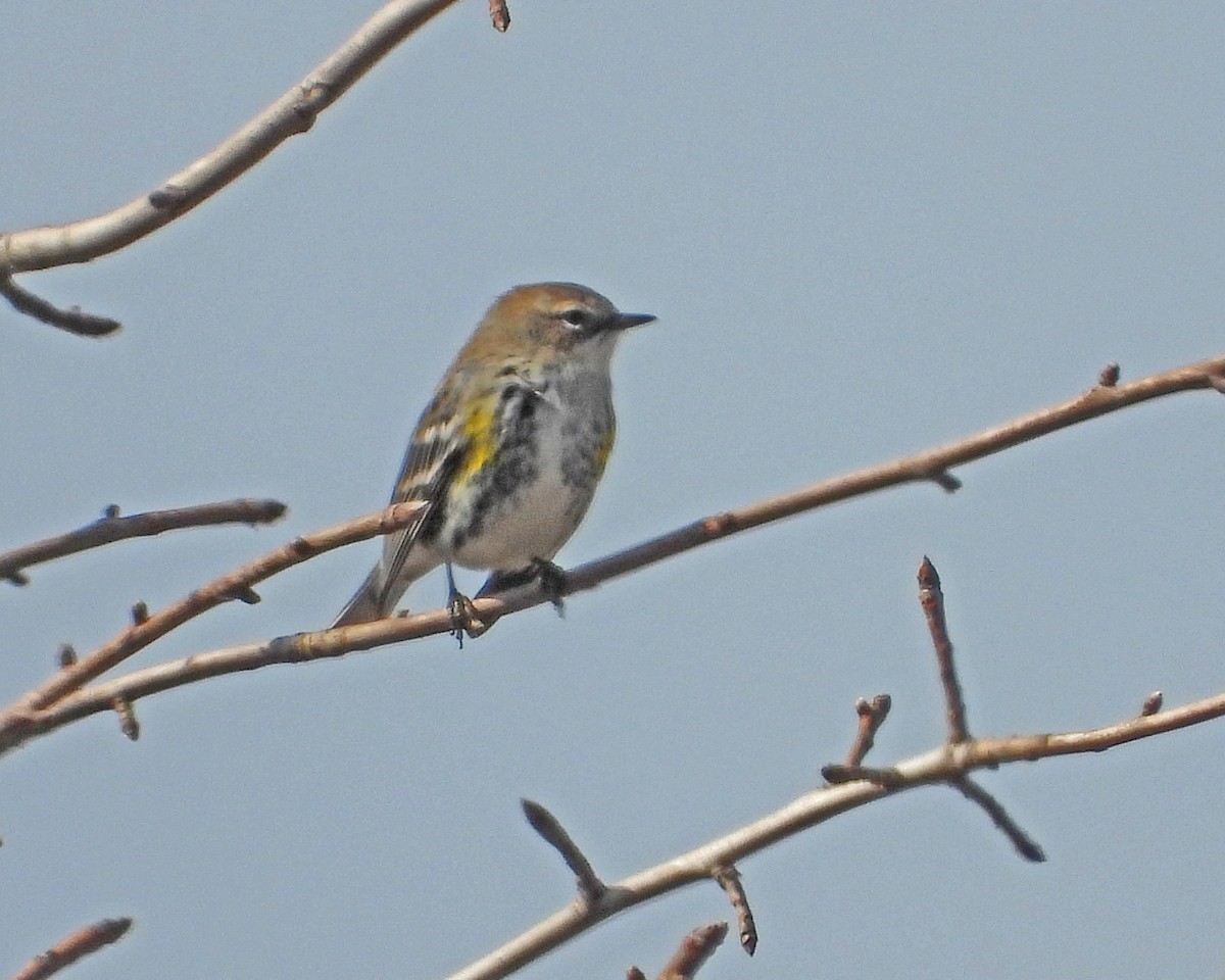 Yellow-rumped Warbler - ML615721453