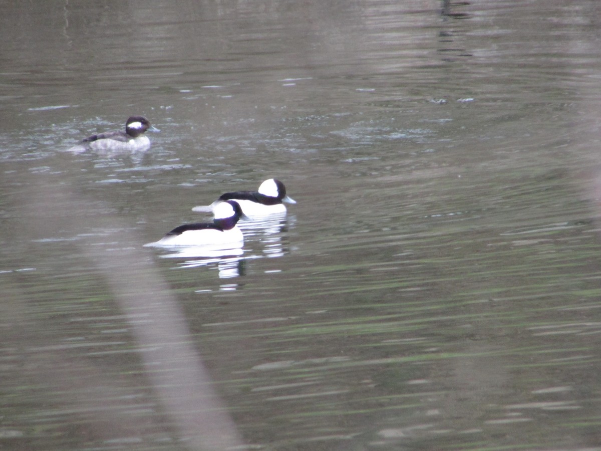 Bufflehead - Mark Rhodes