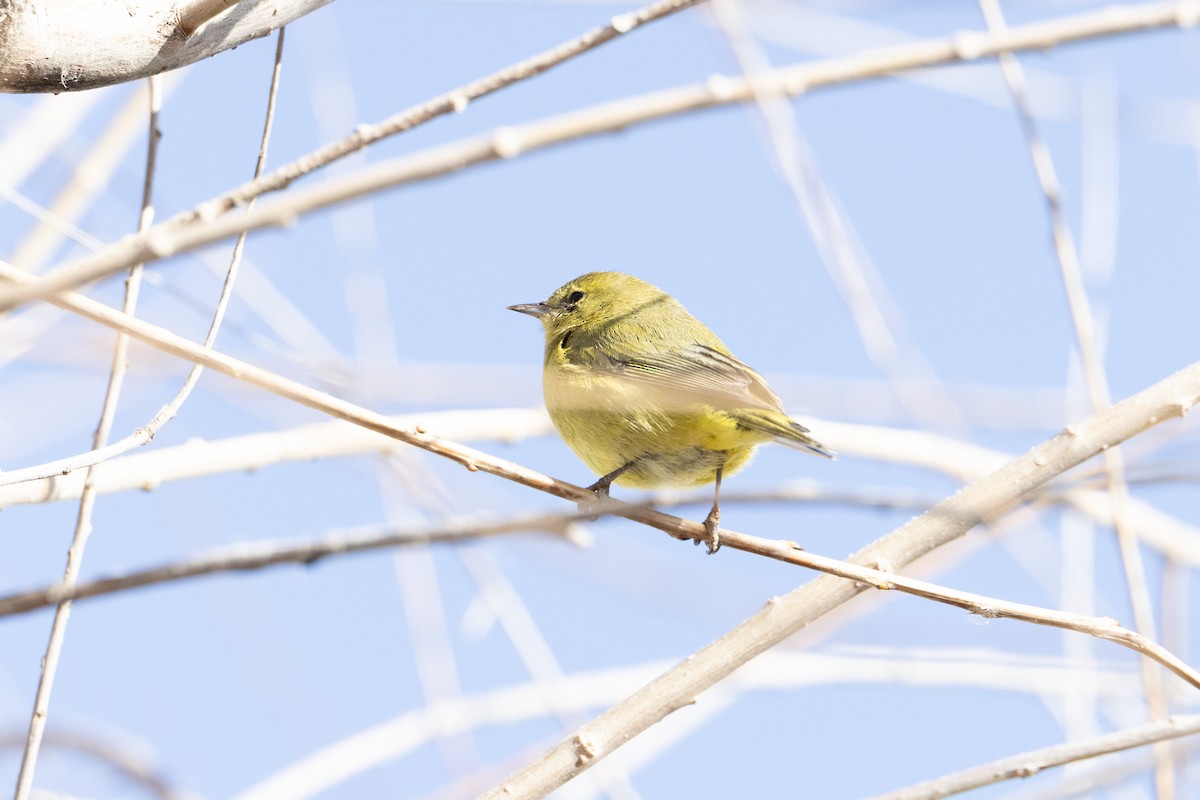 new world warbler sp. - ML615721480