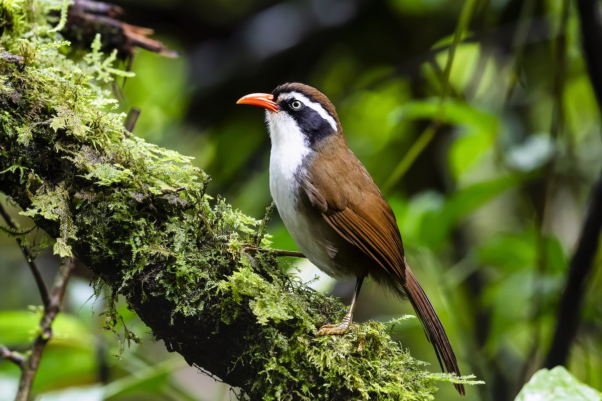 Brown-crowned Scimitar-Babbler (albogularis Group) - ML615721508
