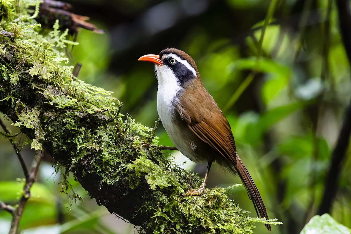 Brown-crowned Scimitar-Babbler (albogularis Group) - ML615721508