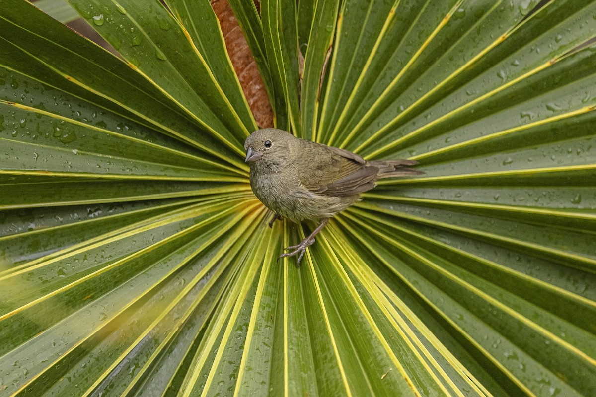 Black-faced Grassquit - ML615721561