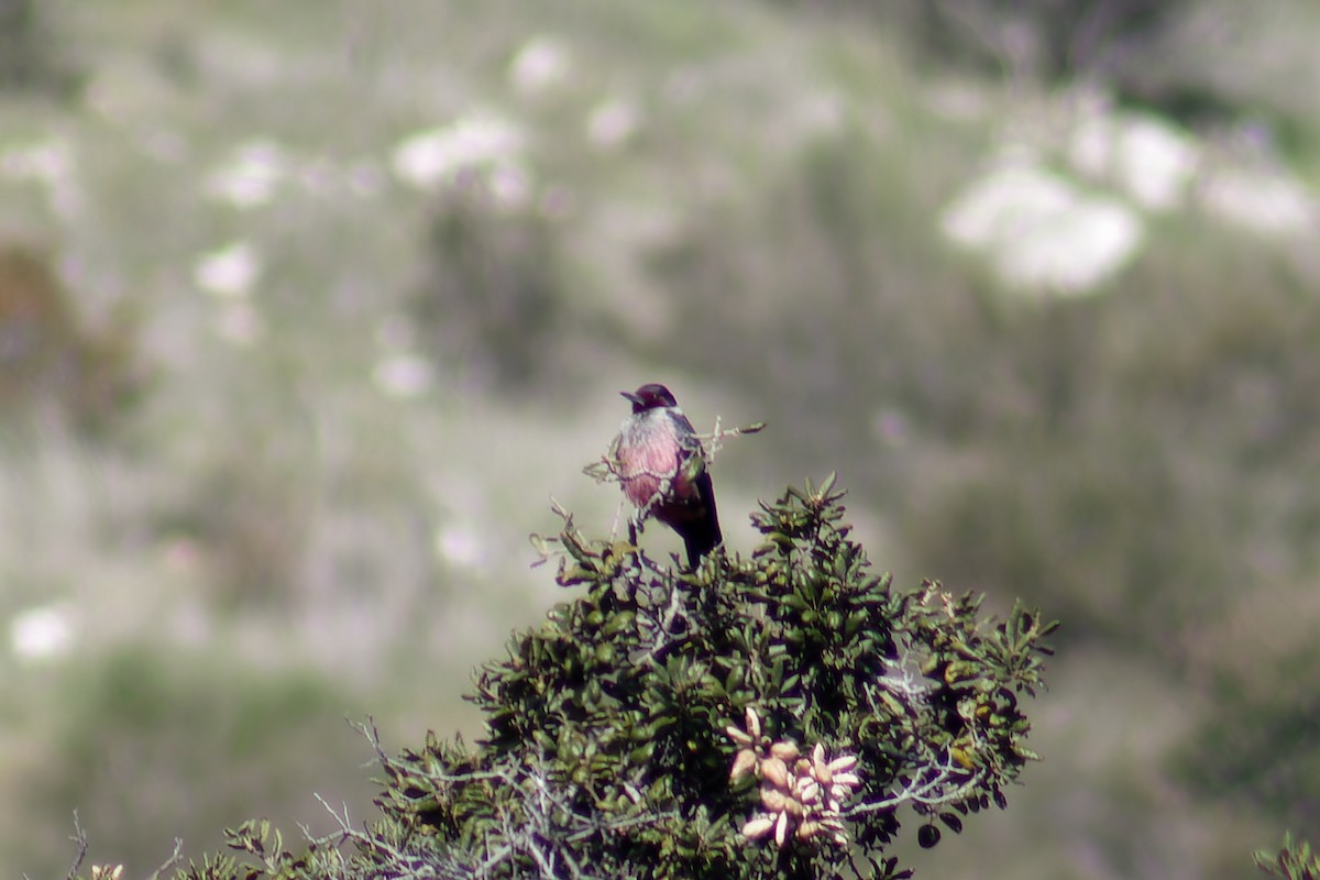 Lewis's Woodpecker - Gary McLarty