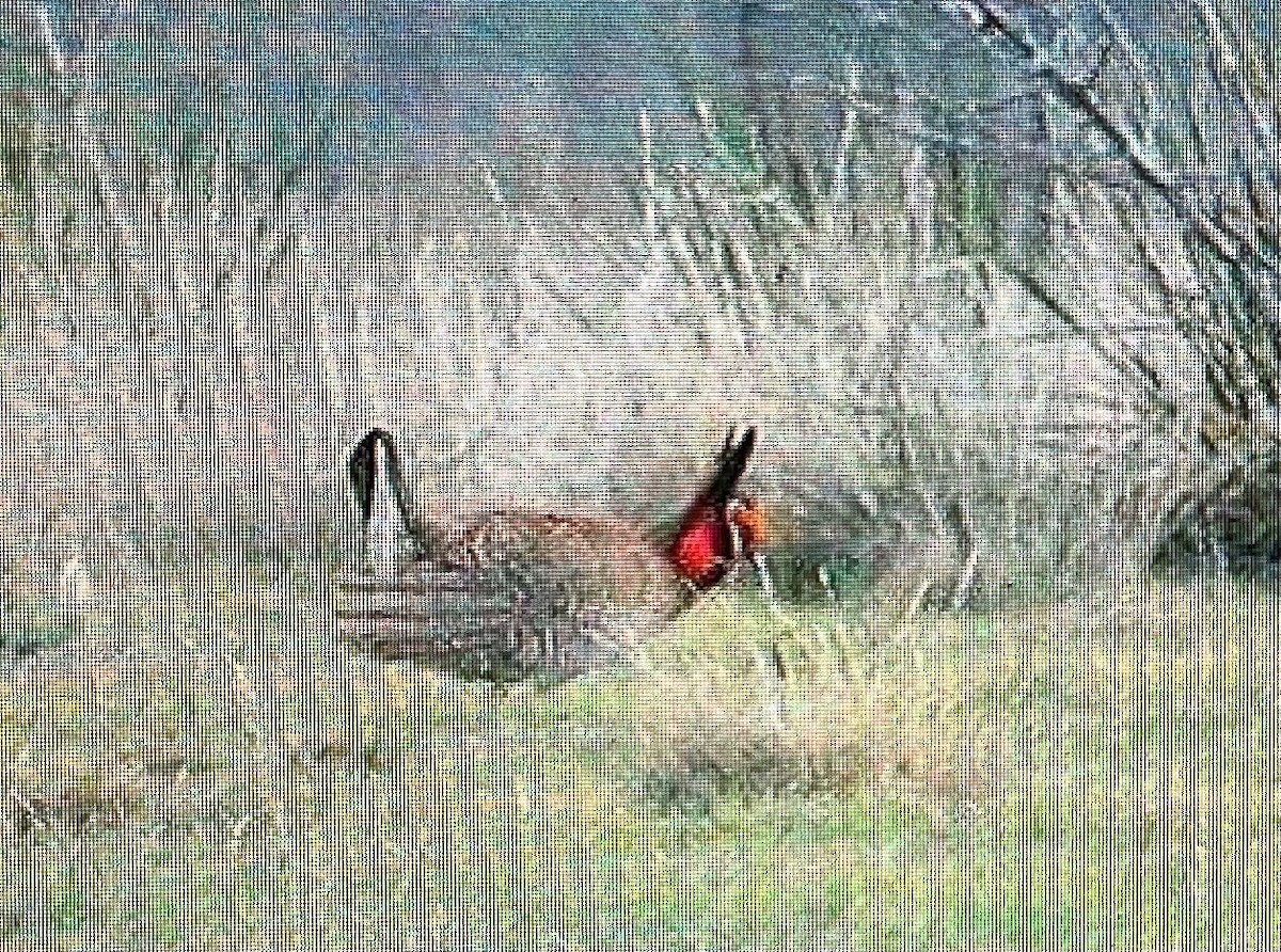 Lesser Prairie-Chicken - ML615721609