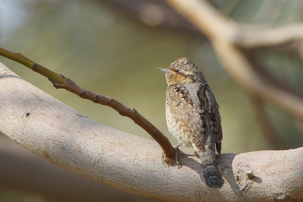 Eurasian Wryneck - ML615721618