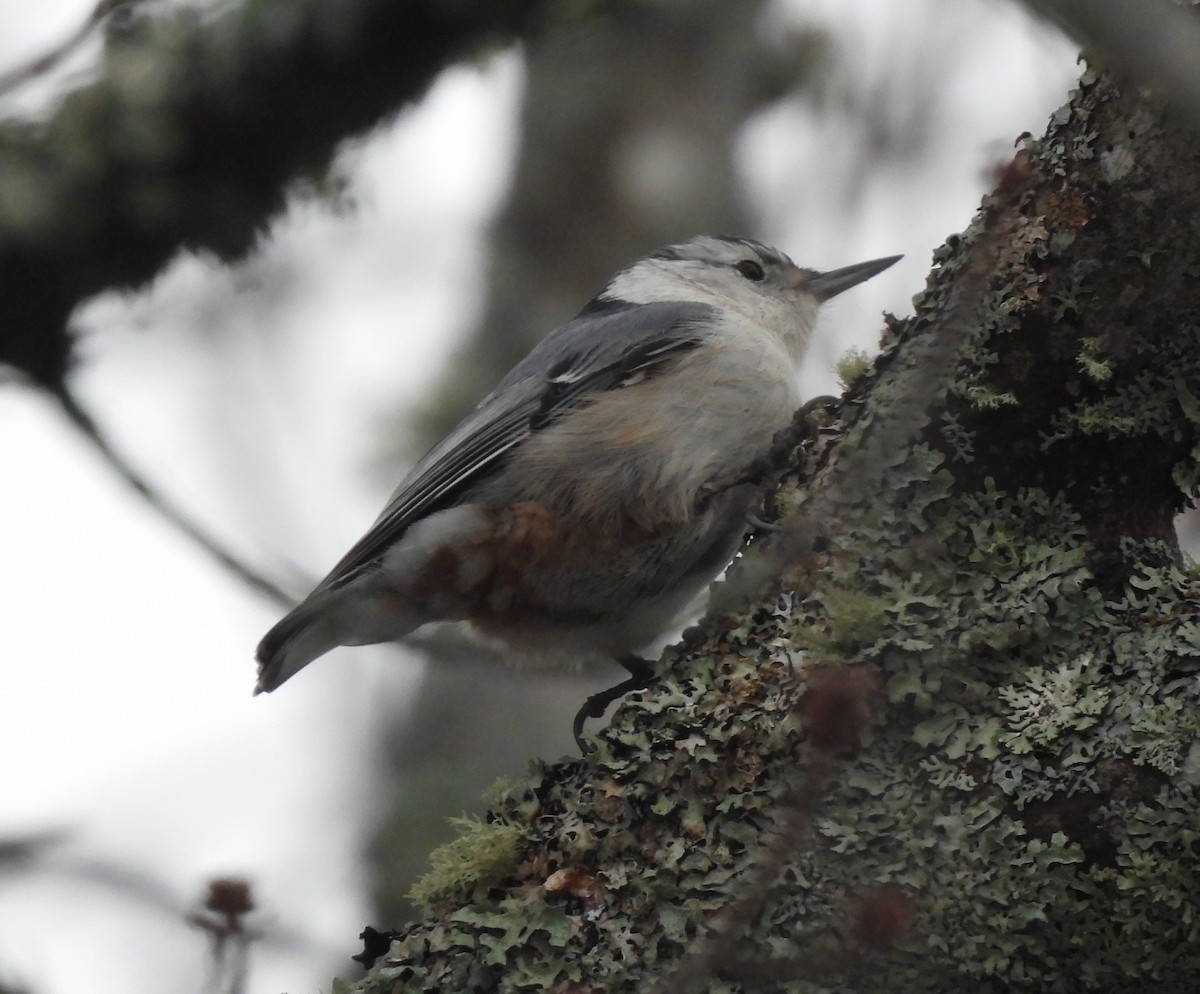 White-breasted Nuthatch - ML615721647