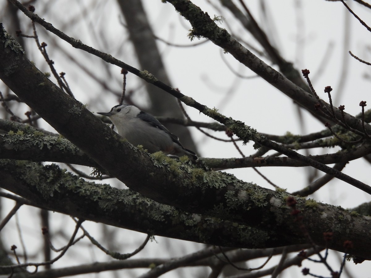 White-breasted Nuthatch - ML615721649