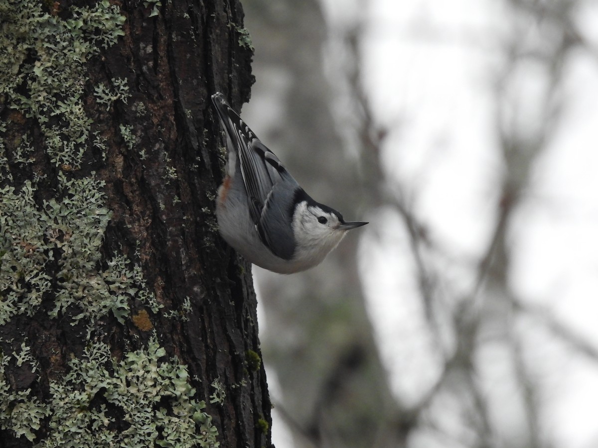 White-breasted Nuthatch - ML615721650