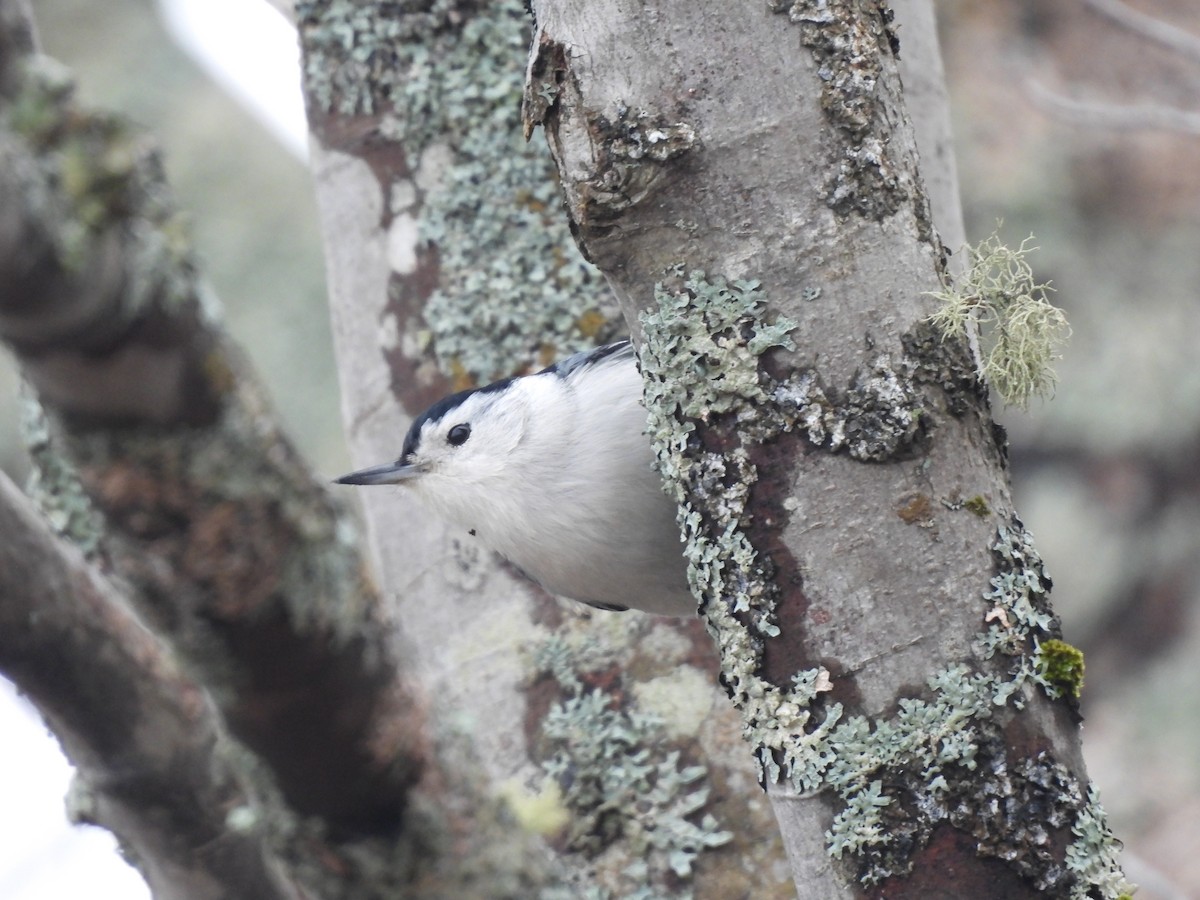 White-breasted Nuthatch - ML615721651