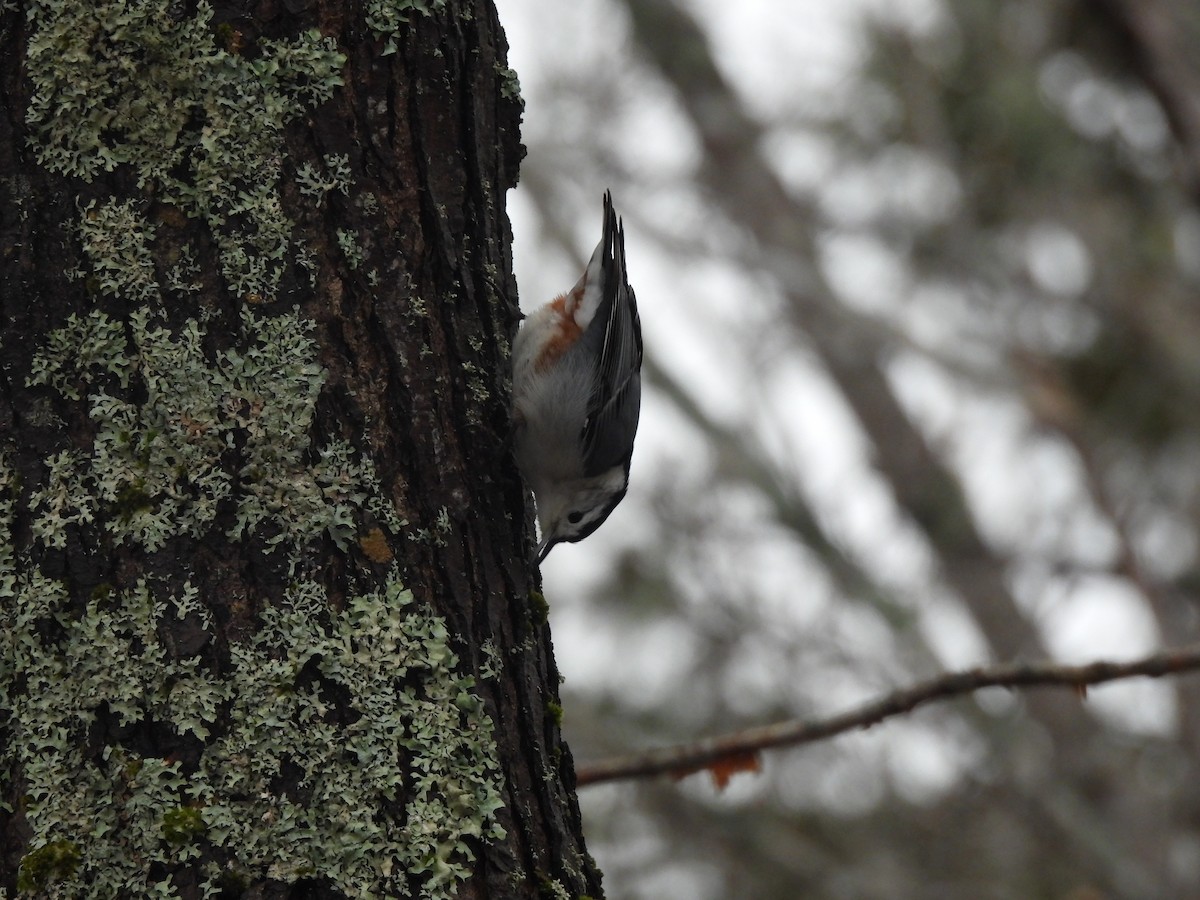 White-breasted Nuthatch - ML615721654