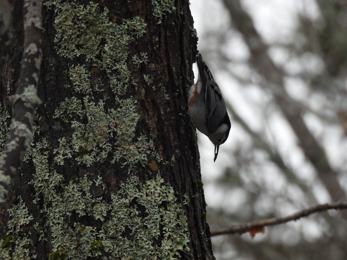 White-breasted Nuthatch - ML615721655