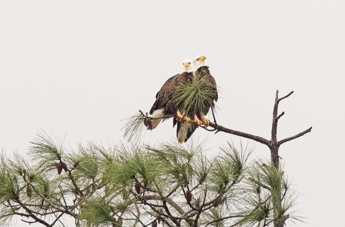 Bald Eagle - ML615721666