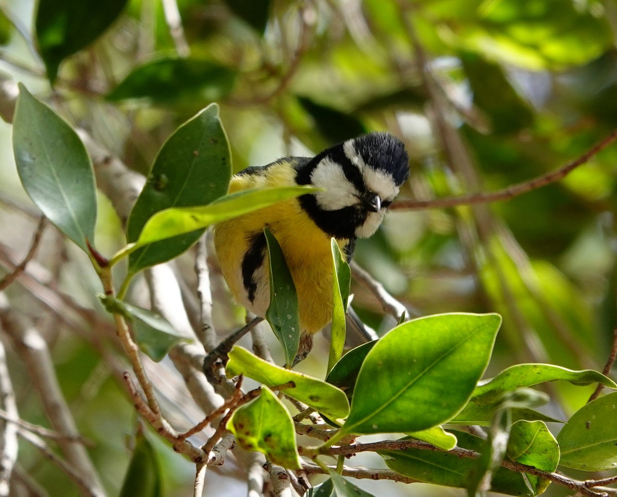 Mésange nord-africaine - ML615721688