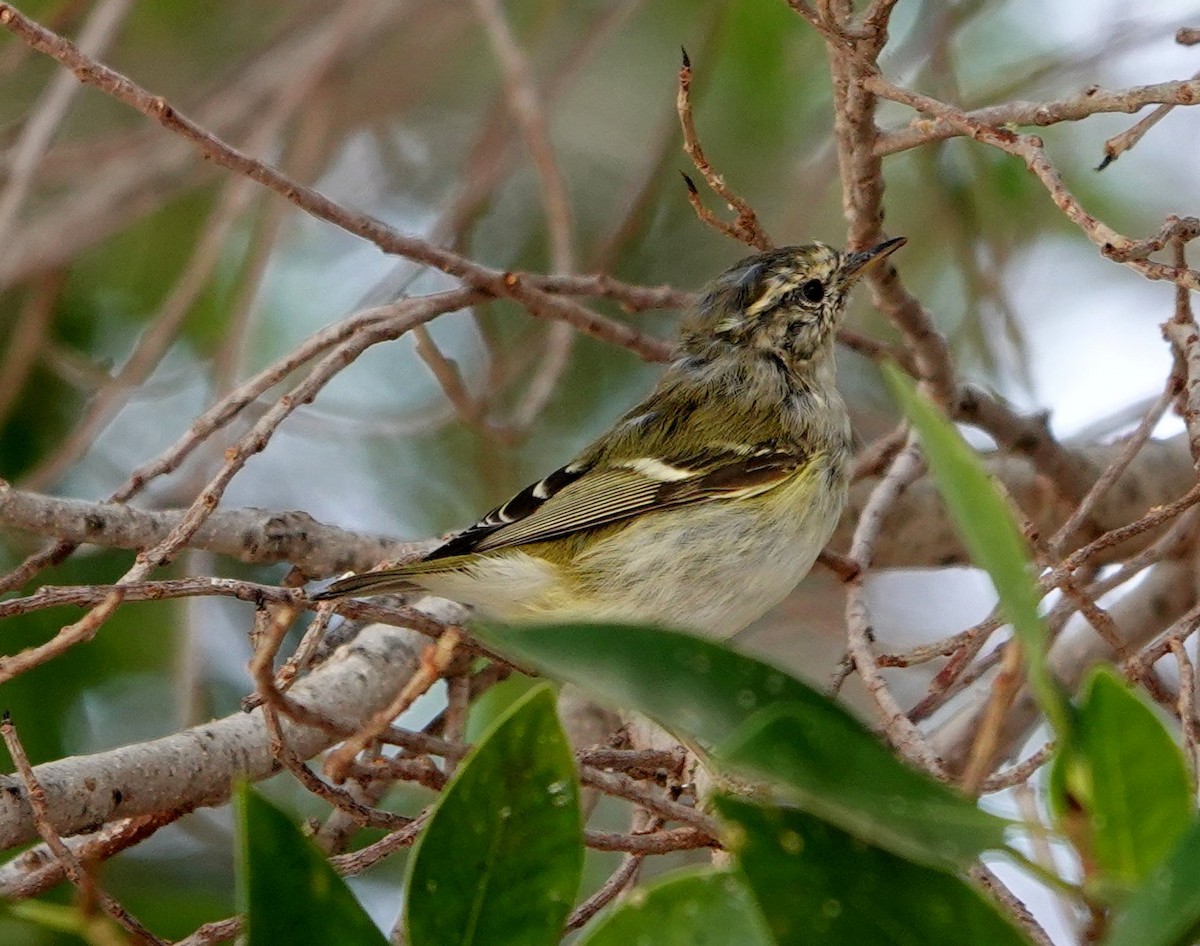 Yellow-browed Warbler - ML615721715