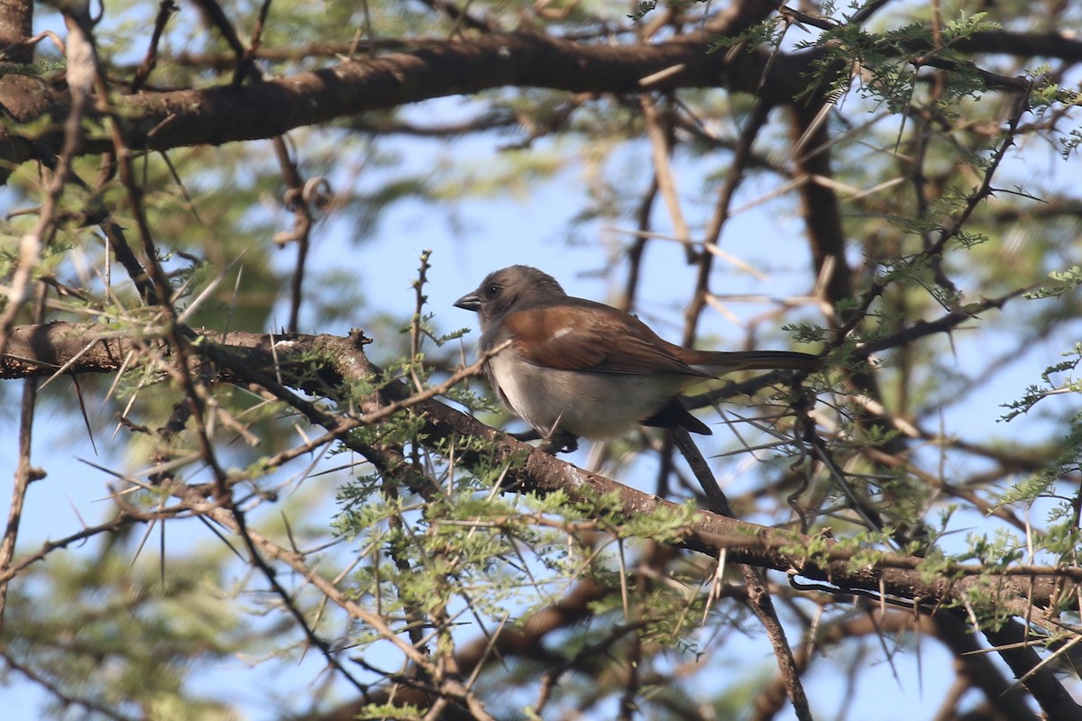 Parrot-billed Sparrow - ML615721725