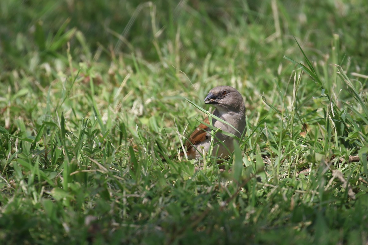 Parrot-billed Sparrow - ML615721726