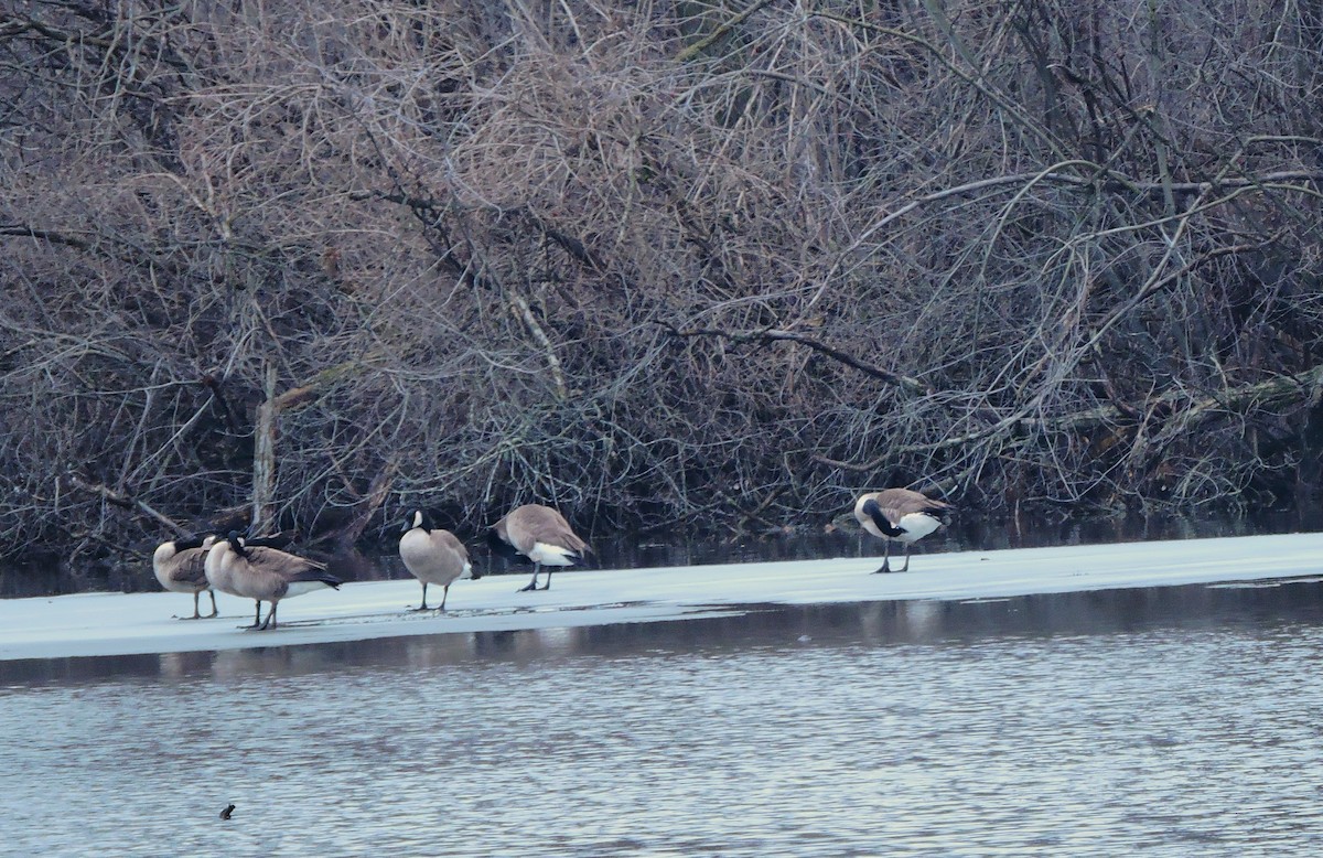 Canada Goose - Eric Michael