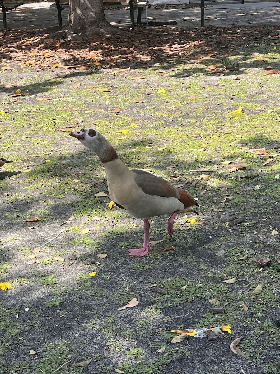 Egyptian Goose - ML615721746