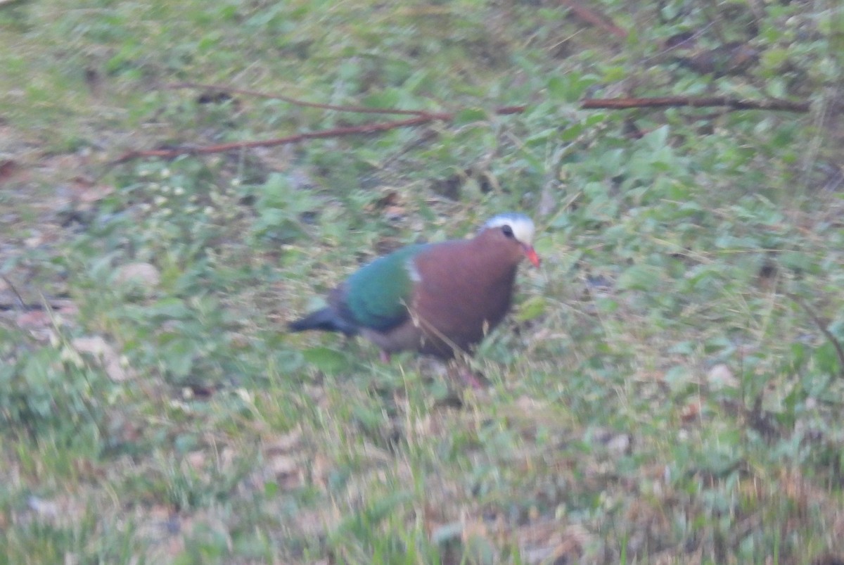 Asian Emerald Dove - ML615721790