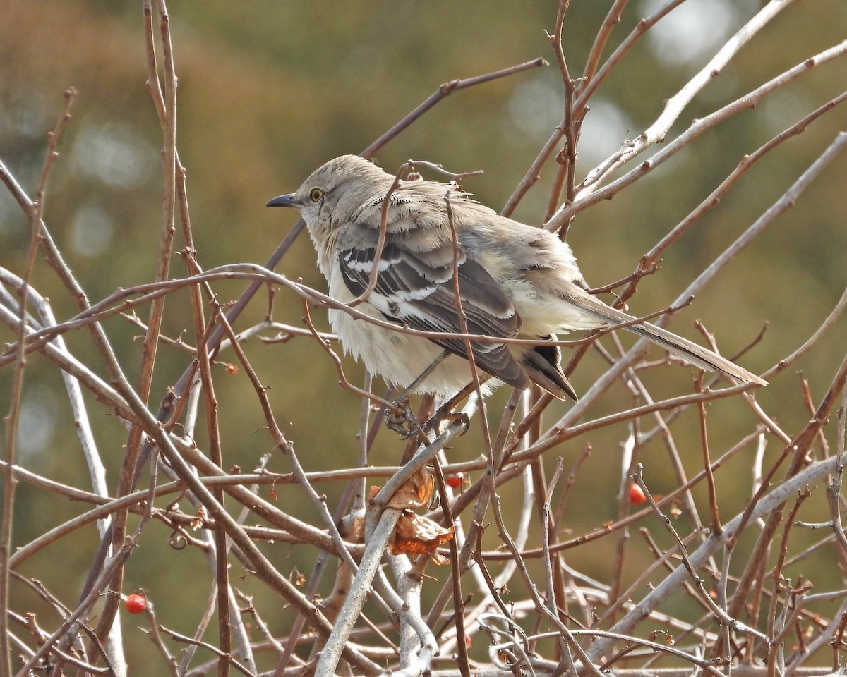 Northern Mockingbird - ML615721794