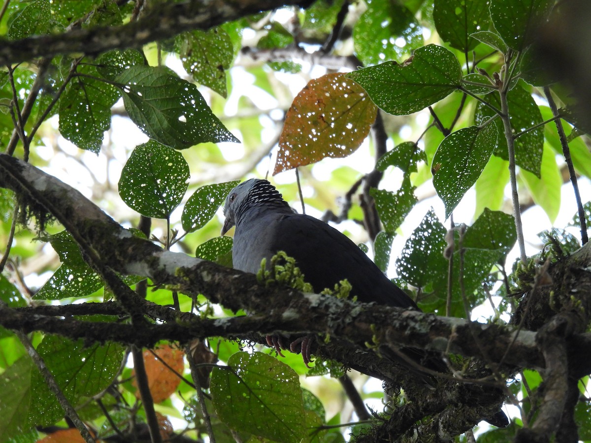 Nilgiri Wood-Pigeon - ML615721822