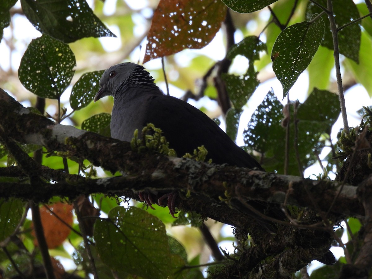 Nilgiri Wood-Pigeon - ML615721823