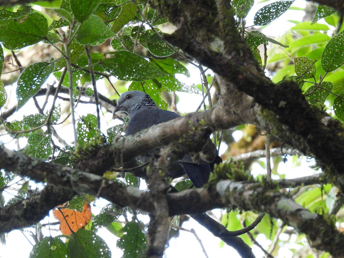 Nilgiri Wood-Pigeon - ML615721824