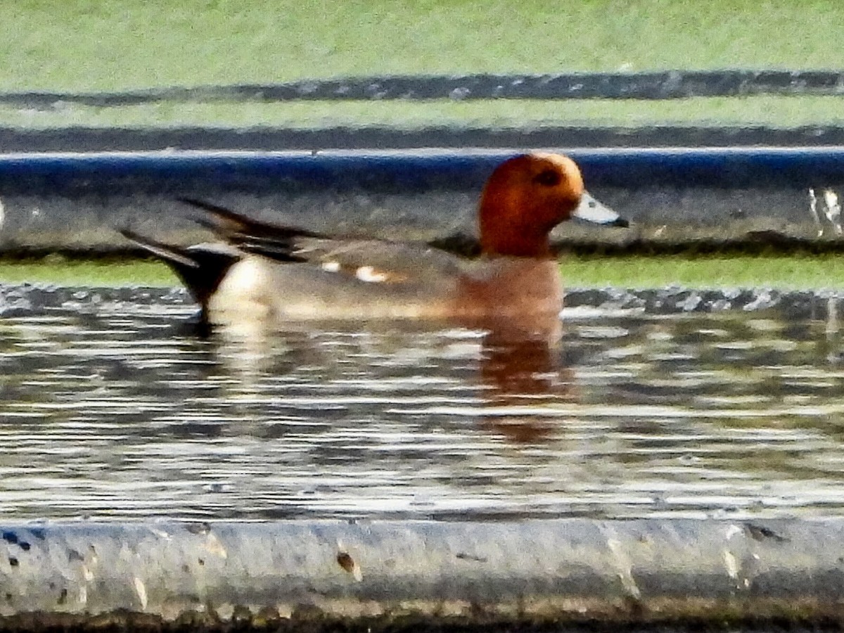 Eurasian Wigeon - ML615721829