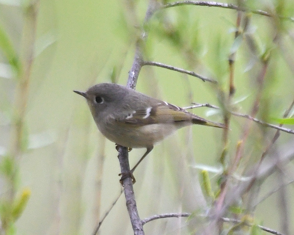 Ruby-crowned Kinglet - ML615721890