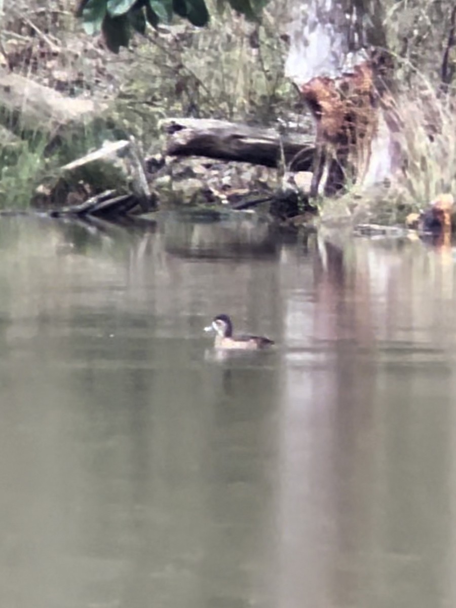 Ring-necked Duck - Richard  Lechleitner