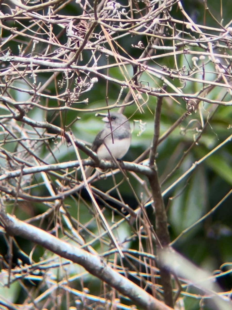 Dark-eyed Junco (Slate-colored) - Richard  Lechleitner