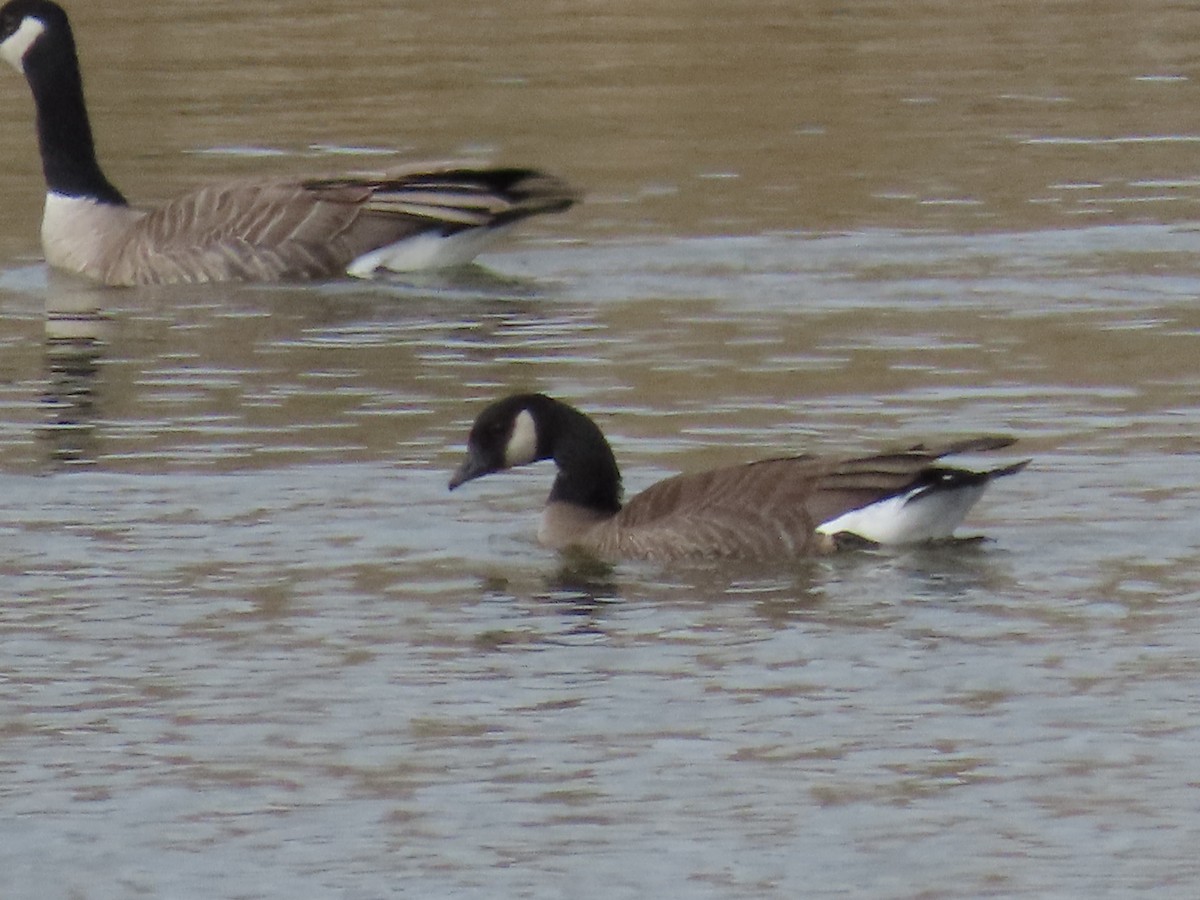 Cackling Goose (Taverner's) - ML615721966