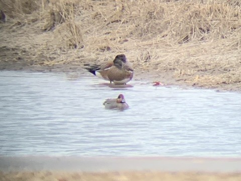 American Wigeon x Green-winged Teal (hybrid) - ML615721979