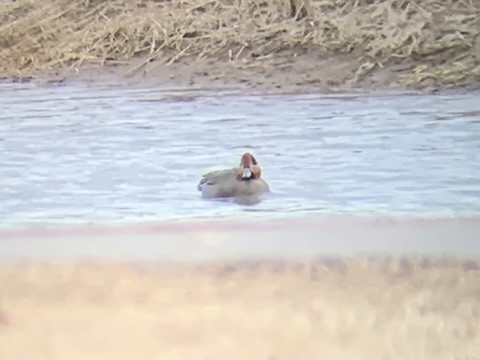 American Wigeon x Green-winged Teal (hybrid) - David Griffin