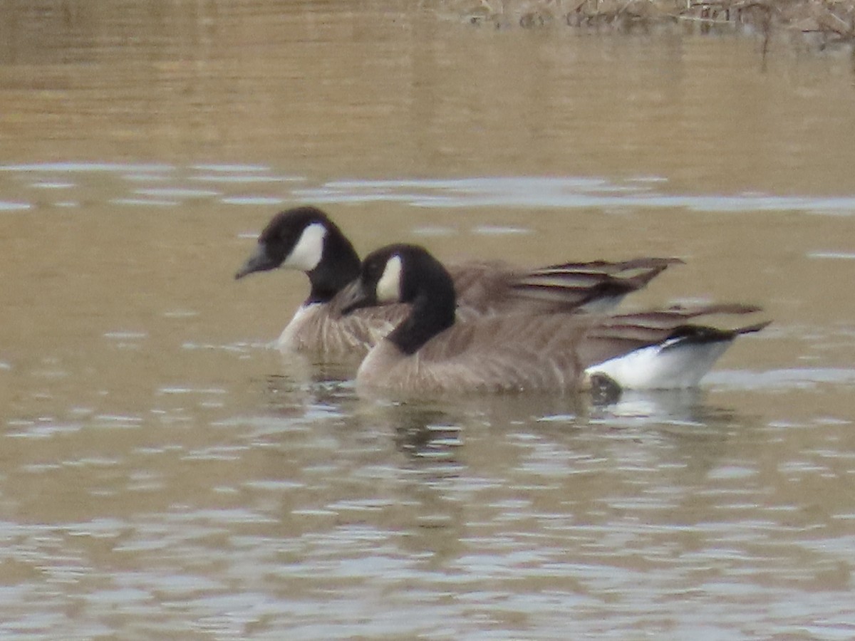 Cackling Goose (Taverner's) - ML615721994