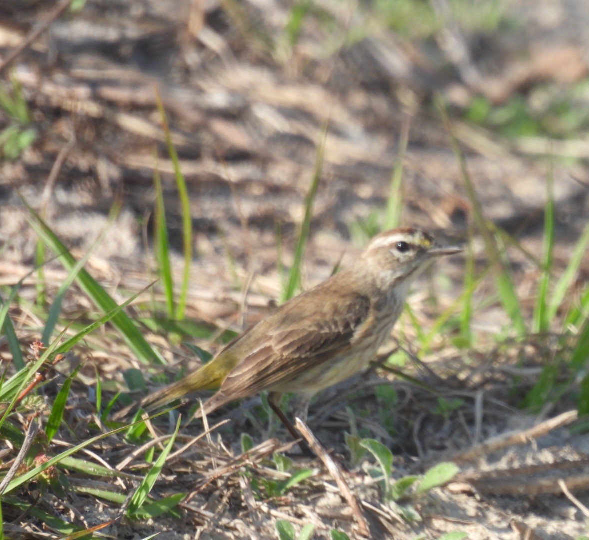 Palm Warbler - ML615722016