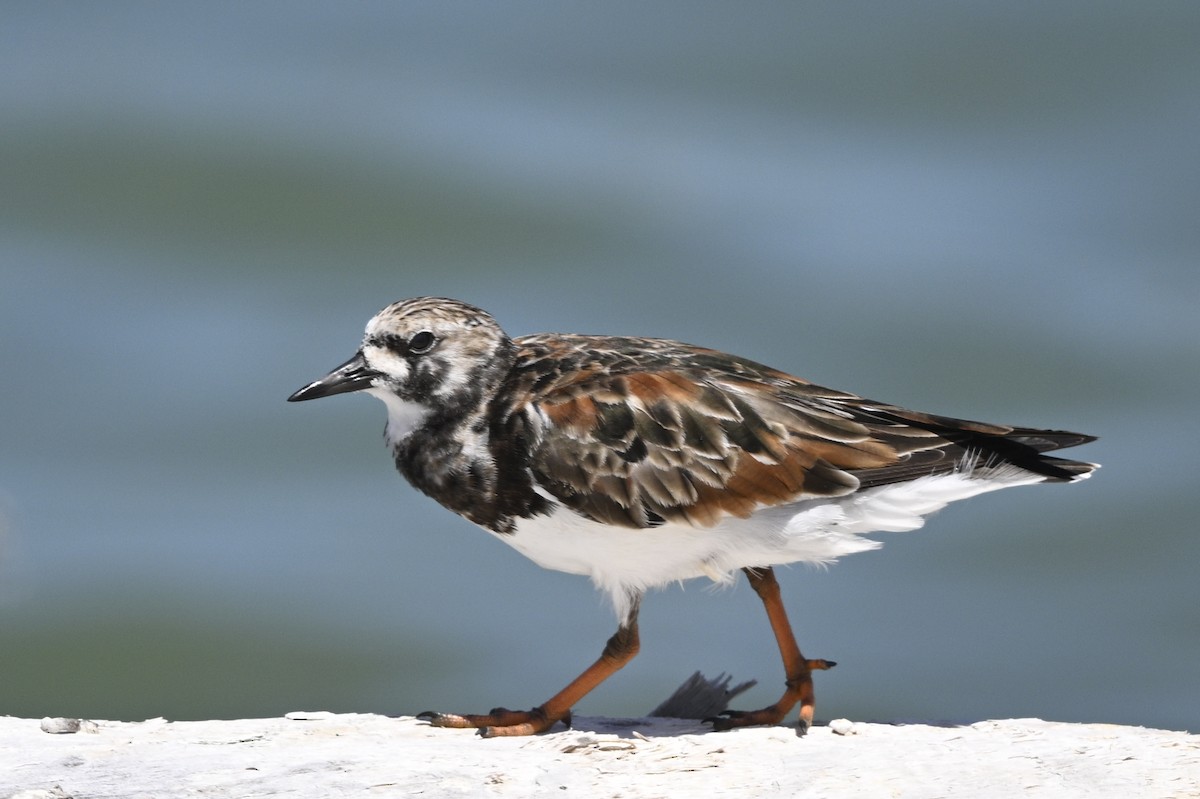 Ruddy Turnstone - ML615722026