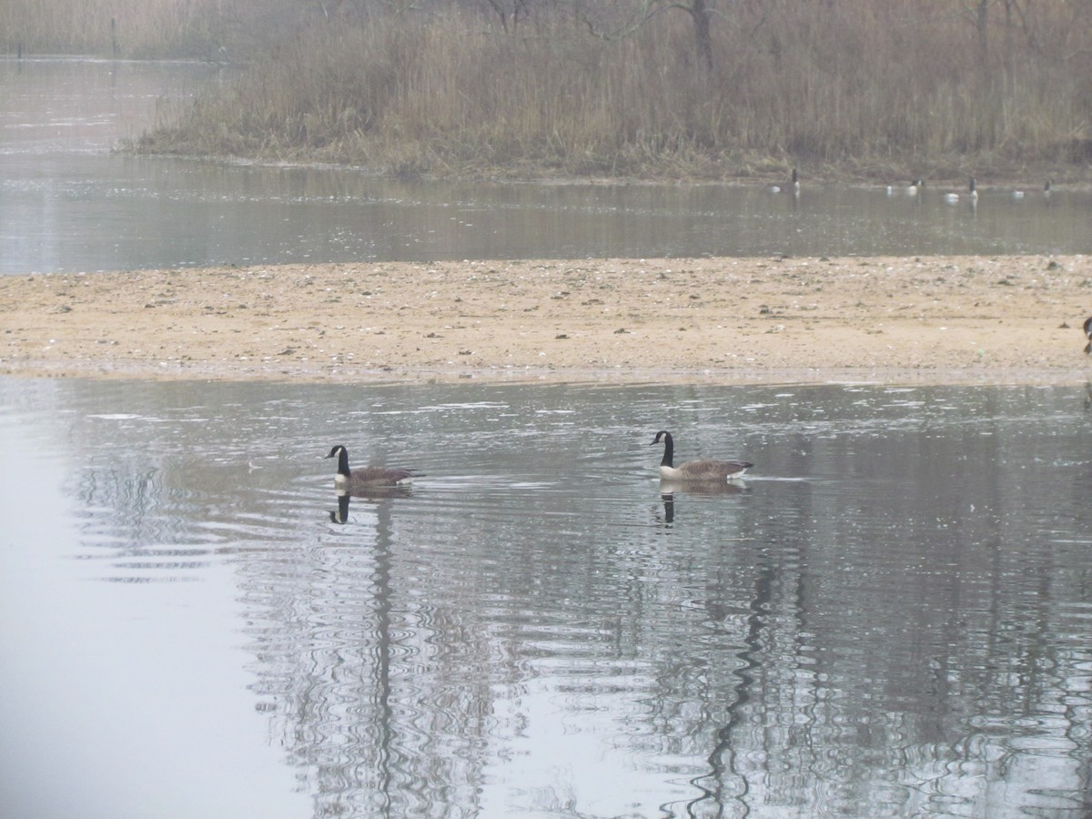 Canada Goose - ML615722036