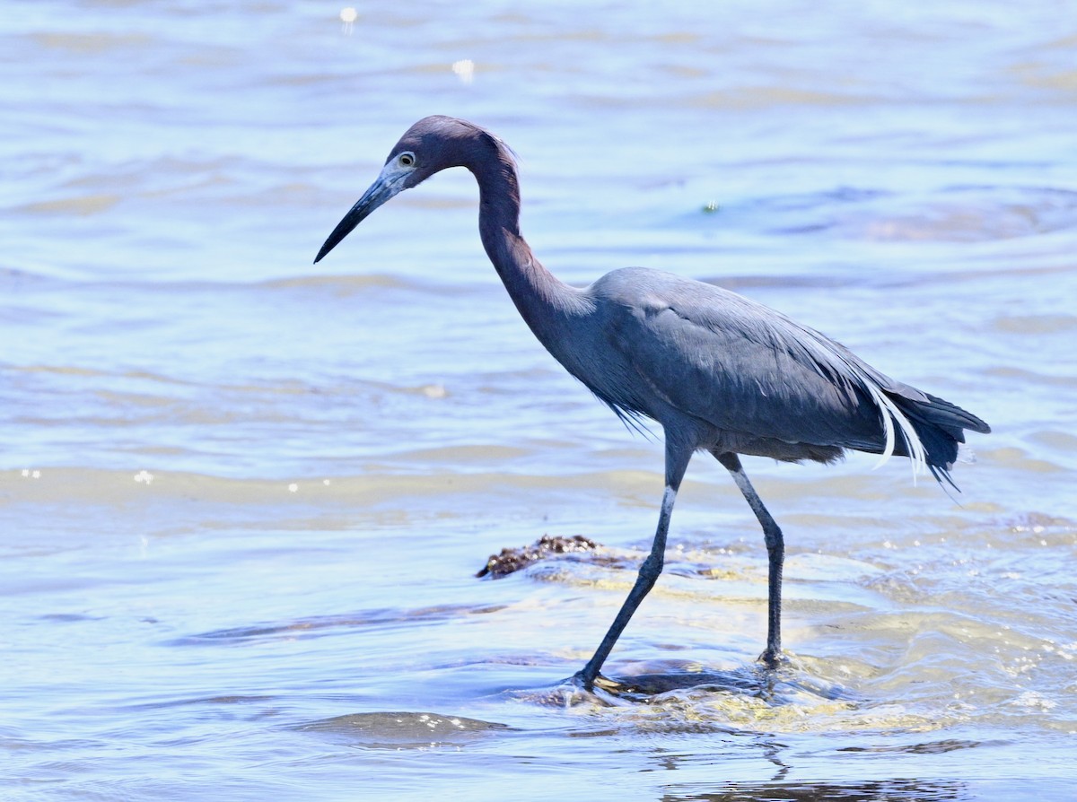 Little Blue Heron - ML615722038