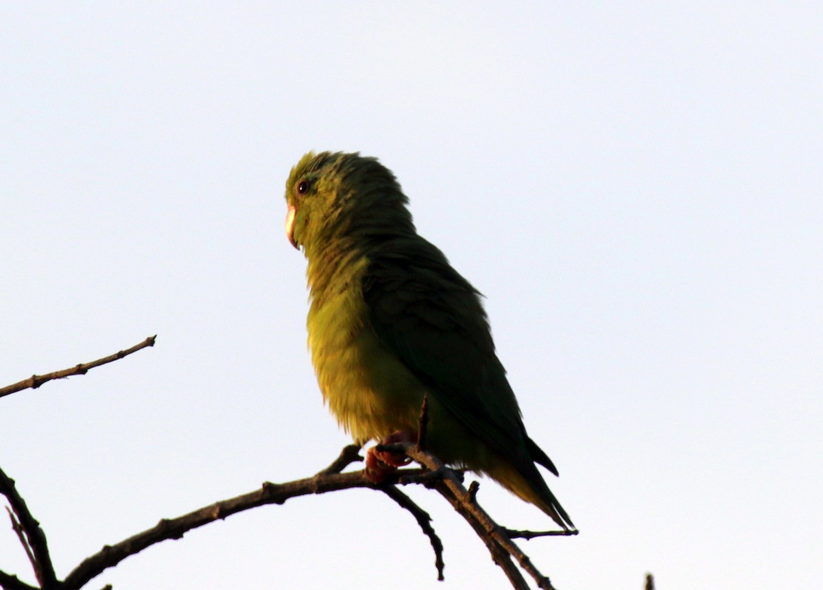 Папуга-горобець еквадорський - ML615722097